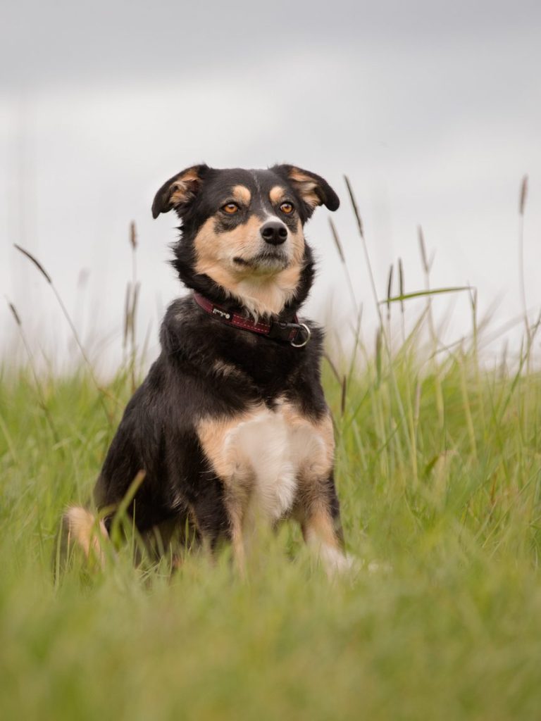 Tierfotografie Ronja Ronnenberg